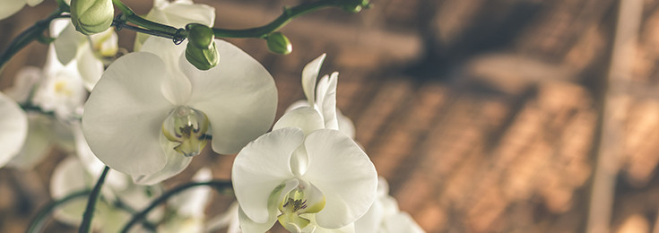 Salep - brašno divlje orhideje