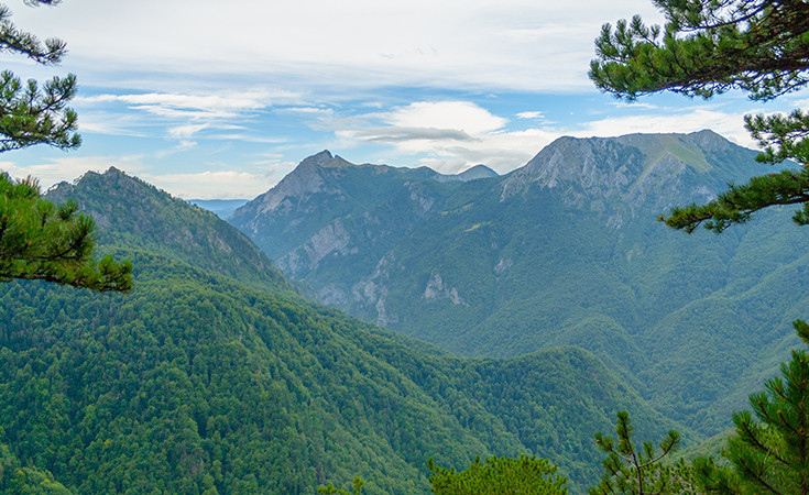 The rainforest Perućica