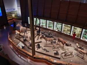 Noah's Ark exhibition at National Museum in Prague