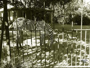 Zoo in Rome