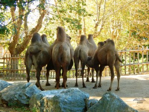 Zoološki vrt u Rimu