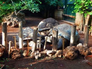 Zoološki vrt u Rimu