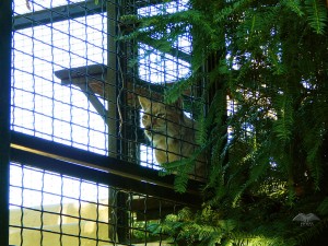 Kavez sa velikim mačkama rimskog zoološkog vrta
