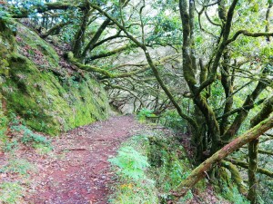 Rabacal hiking trails on the Island of Madeira