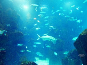 Akvarijum u gradu Porto Moniz na Madeiri