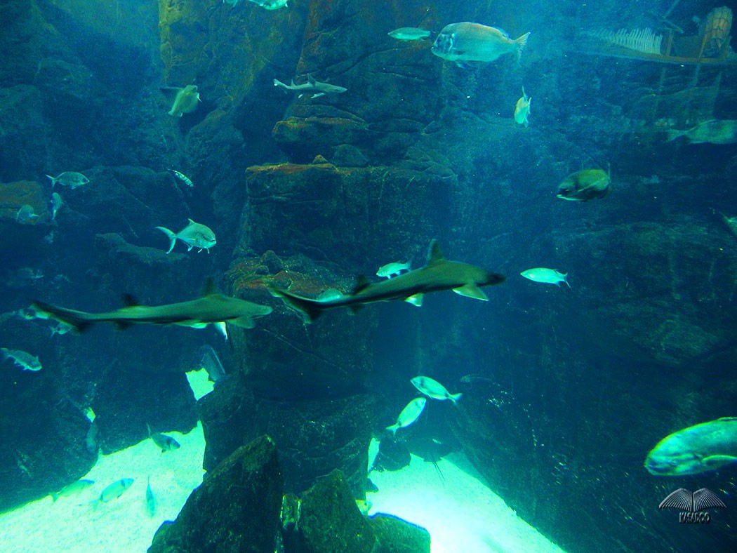 Photos of Madeira Aquarium in Porto Moniz - KASADOO