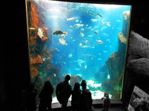 The largest fish tank at Aquarium in Porto Moniz