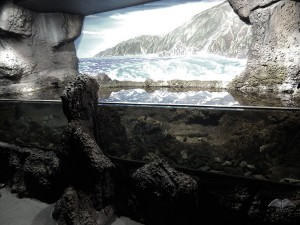 Smaller fish tanks at Aquarium in Porto Moniz