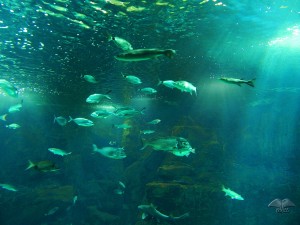 Different fish species at Aquarium in Porto Moniz