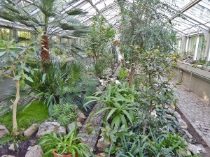 Exotic plants at Belgrade’s Greenhouse