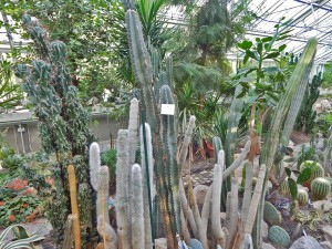 Exotic plants at Belgrade’s Greenhouse