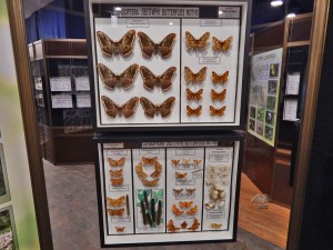 Collection of insects of the Museum of Natural History