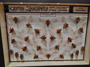 Collection of insects of the Museum of Natural History