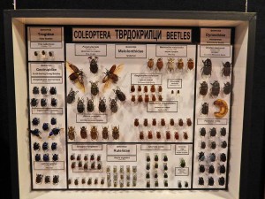 Kolekcija insekata Prirodnjačkog muzeja u Beogradu