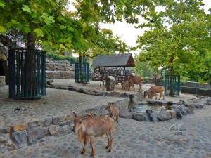 Belgrade’s Zoo