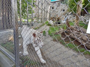 Bengalski beli tigar u beogradskom zoološkom vrtu