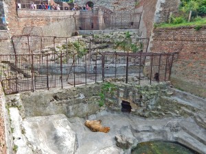 Bears at Belgrade’s Zoo