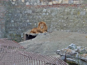 Lions at Belgrade’s Zoo