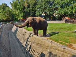 Elephants at Belgrade’s Zoo