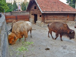 American Bison at Belgrade’s Zoo