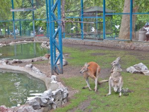 Kangaroos at Belgrade’s Zoo