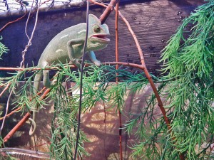 Reptili u beogradskom zoološkom vrtu