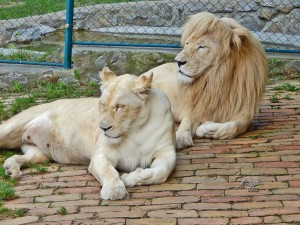 Beli lavovi u beogradskom zoološkom vrtu