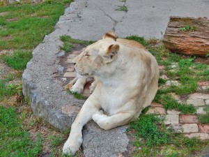 Beli lavovi u beogradskom zoološkom vrtu