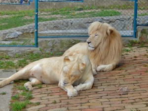 White lions at Belgrade’s Zoo
