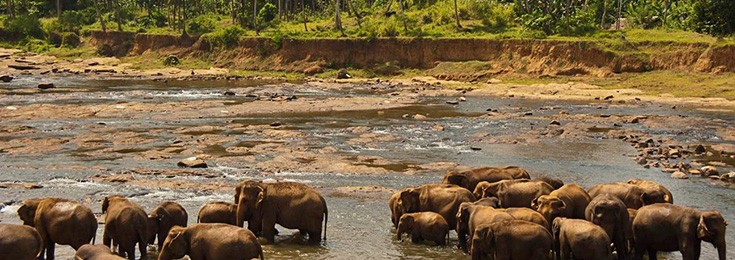 Udawalawe nacionalni park na Šri Lanci