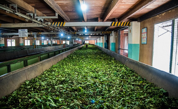 Uva Halpewatte Tea Factory