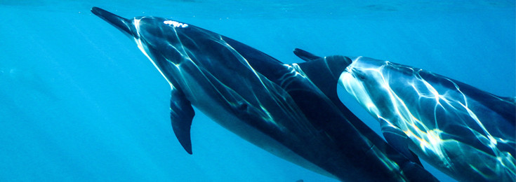 Delfin akva klub