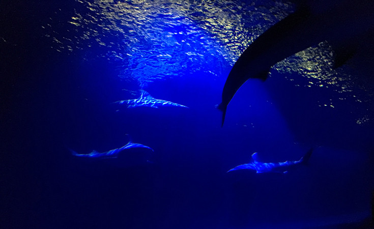 The New York Aquarium