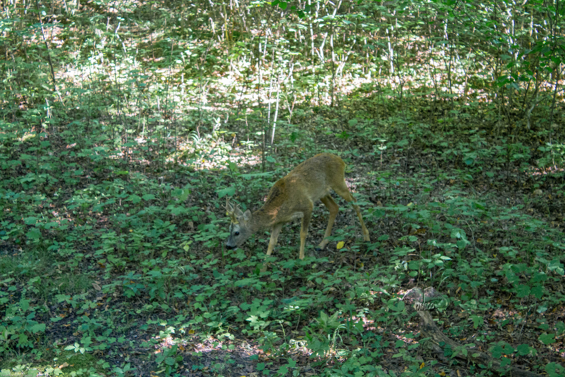 Deer in Nymphenburg Park