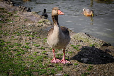 A goose in a Munich park