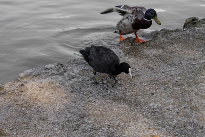 Ducks in Munich