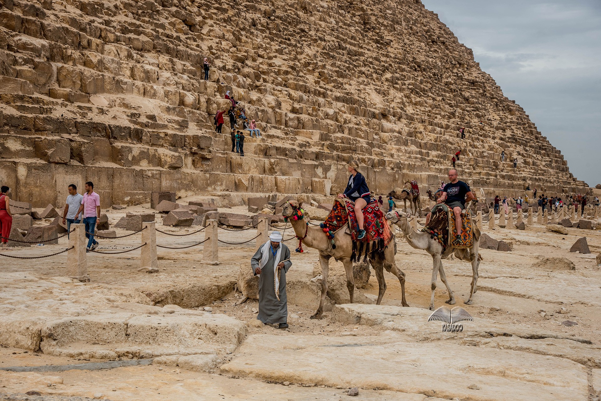 Camellos en la meseta de Giza